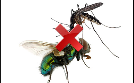 Best Ways to Repellent or Remove Fly & Mosquito from Home