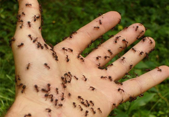 DIY Tips for ant Control