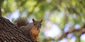 Keeping the Darn Squirrels Away From Your Backyard Bird Feeder
