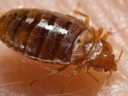Using a Bed Bug Exterminator in OKC
